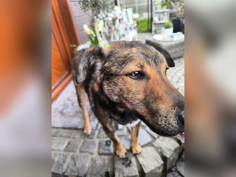 XORO, Goldstück, 1,5 Jahre, 50 cm, Mischling, Pflegestelle Hennef, Tierschutz Rumänien