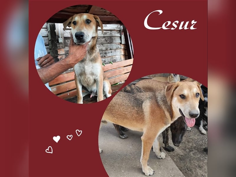 Hoppla! Hier kommt Cesur!