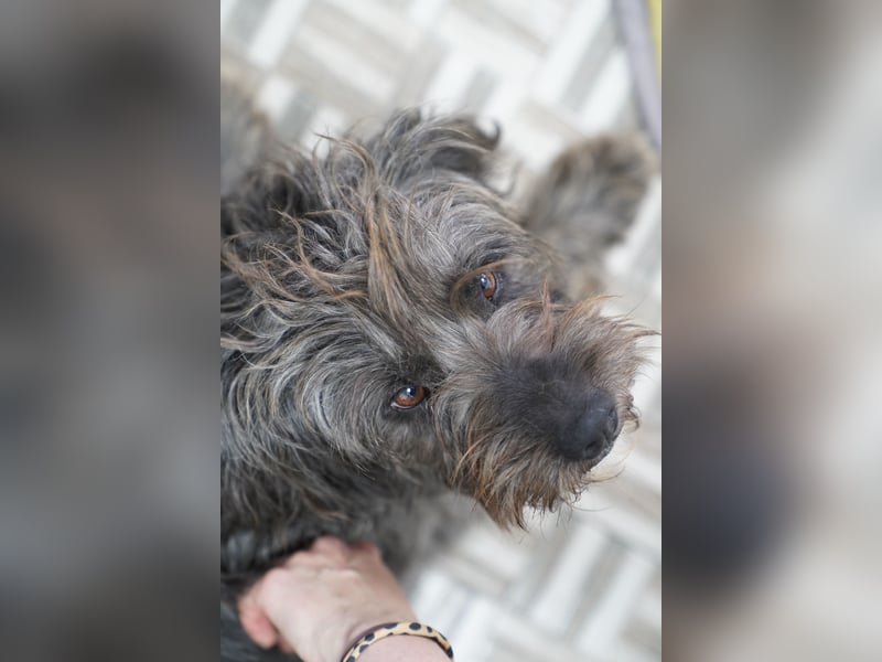 ⭐️SPARTACUS⭐️, wunderbarer Wuschel, Rüde, 8 Monate, Welpe, 46 cm, Mischling, Tierschutz Rumänien