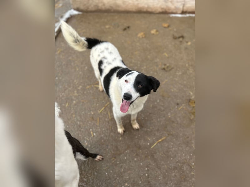 ⭐️SNOOPY⭐️, Spaßvogel und Spielkamerad, Rüde, 1 Jahr, 46cm, Mischling, Tierschutz