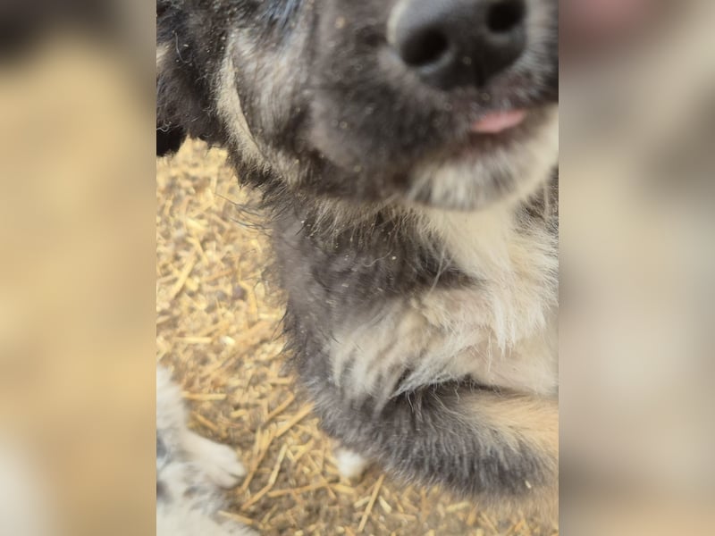 SALVA, kleine Entdeckerin, 3 Monate, 28 cm, Mischlingsmädchen, Tierschutz Rumänien