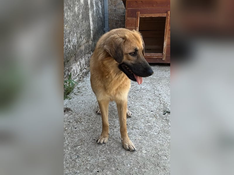 ⭐️DISSY⭐️, schöner Schatz, Hündin, 3 Jahre, 49 cm, Mischling, Tierschutz Rumänien