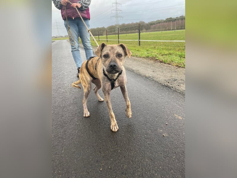 LIV, bedingungslose Liebe, 1 Jahr, 40 cm, Mischlingsmädchen, Tierschutz Rumänien, Pflegestelle 46359