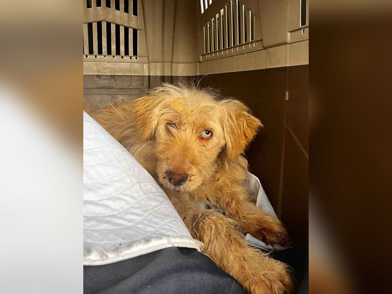 LUMA, gerettete Seele, 1 Jahr, 40 cm, Mischling, Tierschutz, Pflegestelle 40223