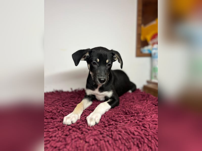 Cora sucht ihr kleines Glück