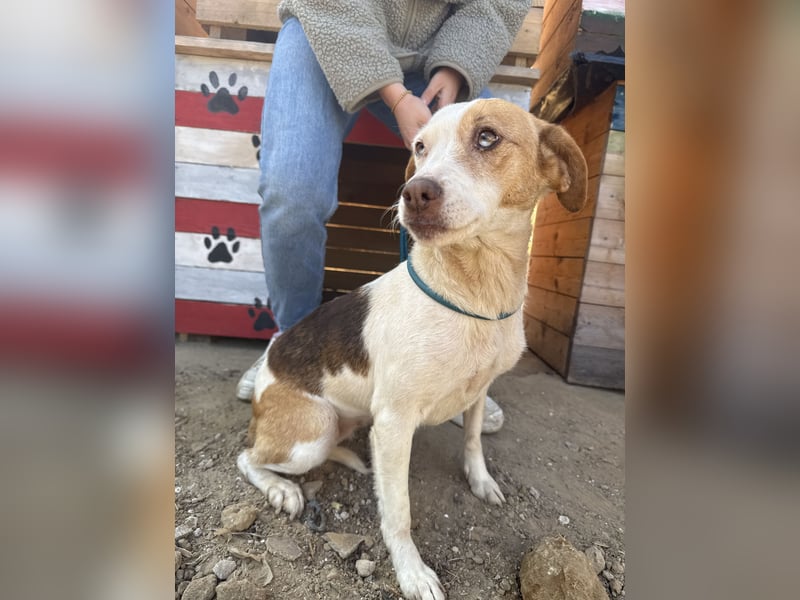 Picúr sucht ein Herz, das sie liebt