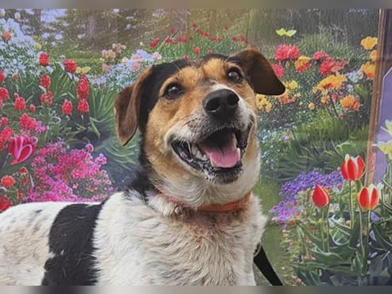 Pepper - wann bekommt er seine Chance?