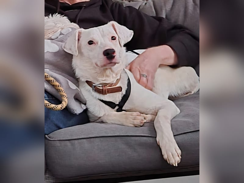 ARTEMIS, aus Tötungsstation gerettet, 1 Jahr, 40 cm, Mischlingsmädchen, Tierschutz, Pflegestelle 537