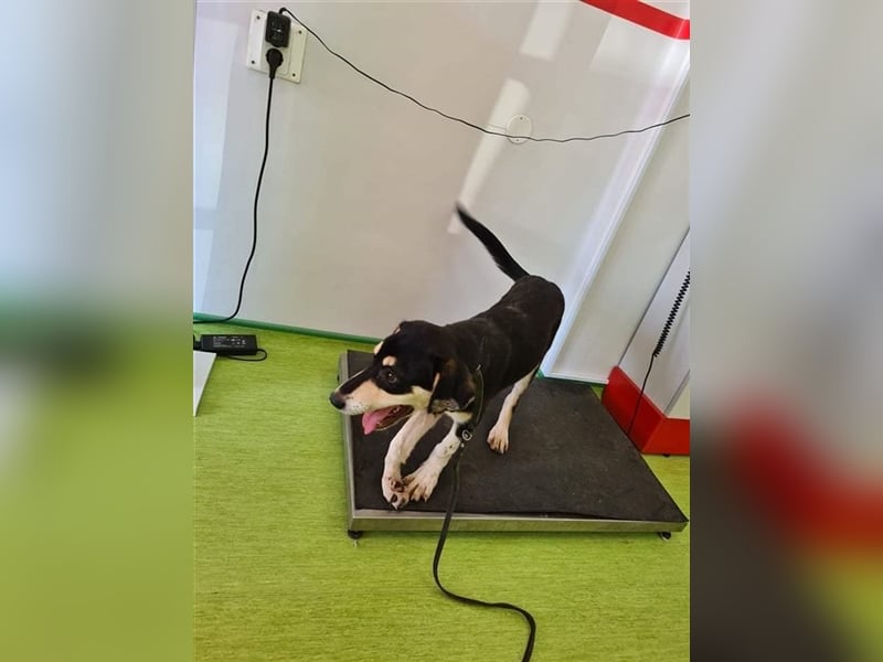 MOGLi wartet auf sein zuhause