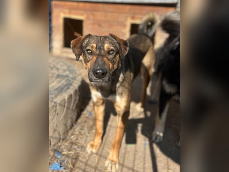 ⭐️EPPO⭐️, Rüde, 1 Jahr, 50 cm, Mischling, Tierschutz