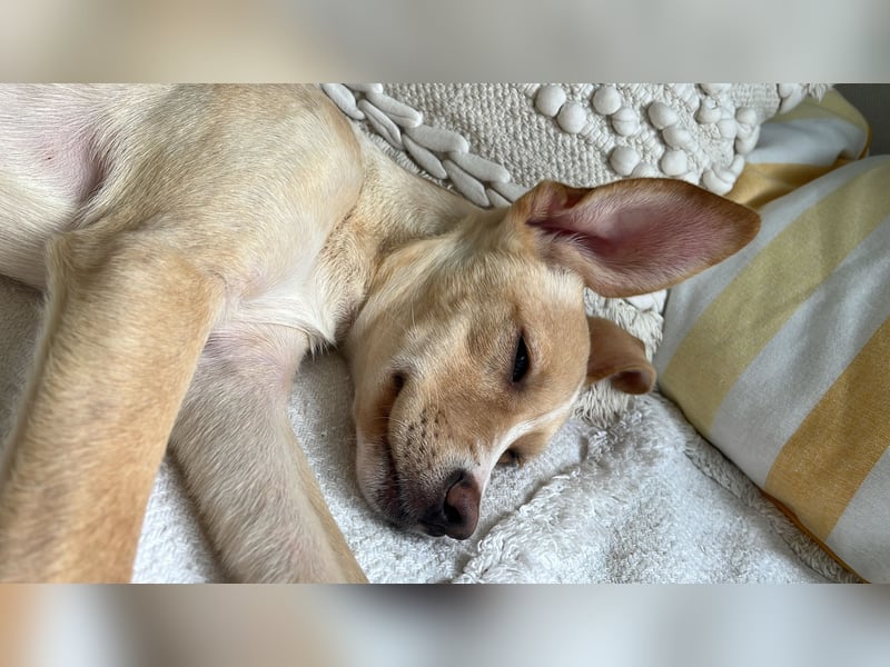 IBIZA, neugieriger Welpe, 3 Monate, 32 cm, Mischling, Tierschutz, Pflegestelle Bonn