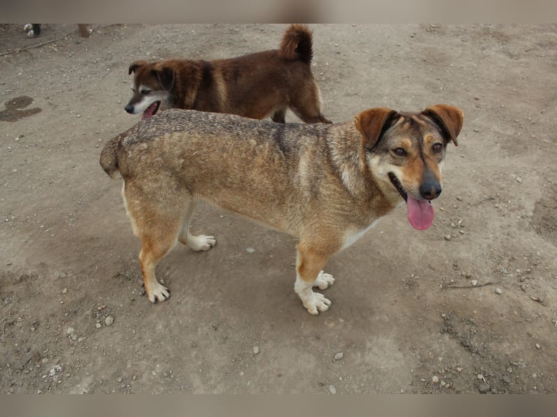 Hündin Bernstein stellt sich vor