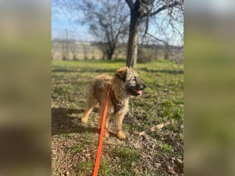 HEARTY, zuckersüßes Spielkind, 1 Jahr, 41 cm, Mischlingsmädchen, Tierschutz Rumänien