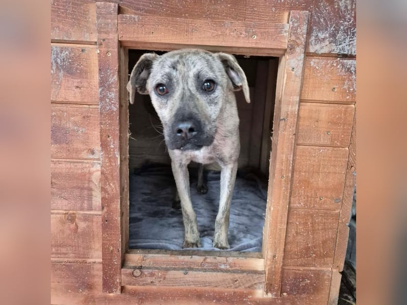 LIV, pure Liebe, 1 Jahr, 40 cm, Mischlingsmädchen, Tierschutz Rumänien, Pflegestelle 46359