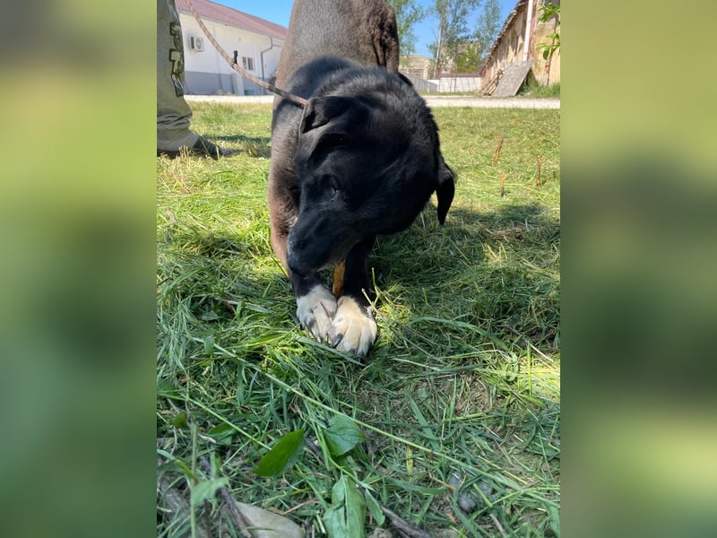 So traurig Rüde Romica, lebt seit 7 Jahre in einem Rumänischen Tierheim sind genug