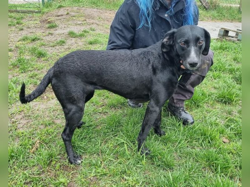 Steffi - eine tolle Hündin sucht warmes Zuhause!