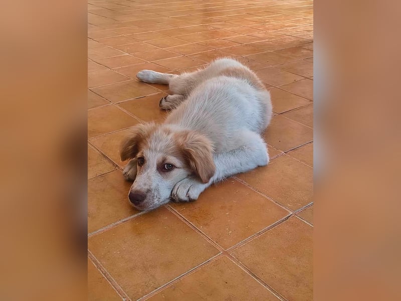 Die kleine Yuka sucht ihr Glück