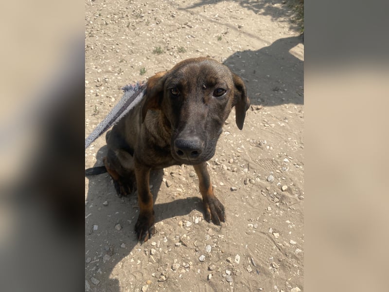 Valentino sucht sein Glück