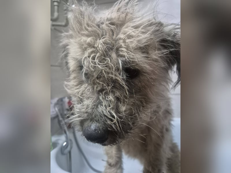 "Distelhündin" sucht ihr neues Zuhause