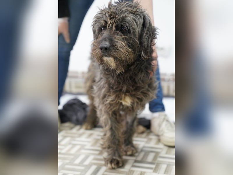 SPARTACUS, wunderbarer Wuschel, Rüde, 9 Monate, 46 cm, Mischling, Tierschutz Rumänien