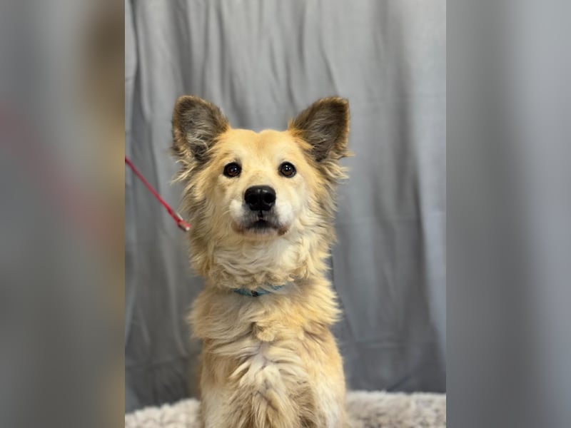 wunderschöne Levendula wartet auf Dich