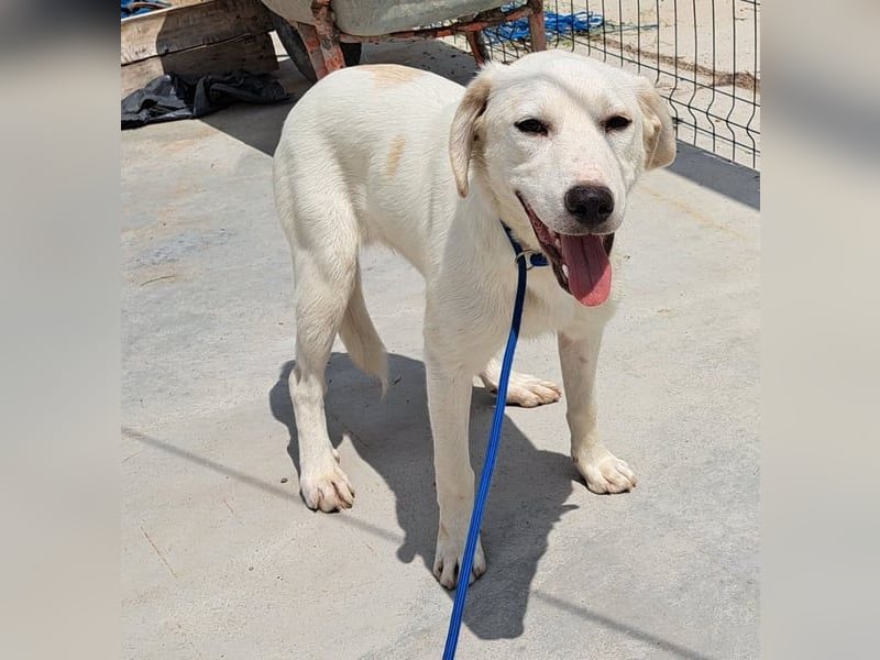 Labrador Mix Bruce möchte Rumänien schnell verlassen