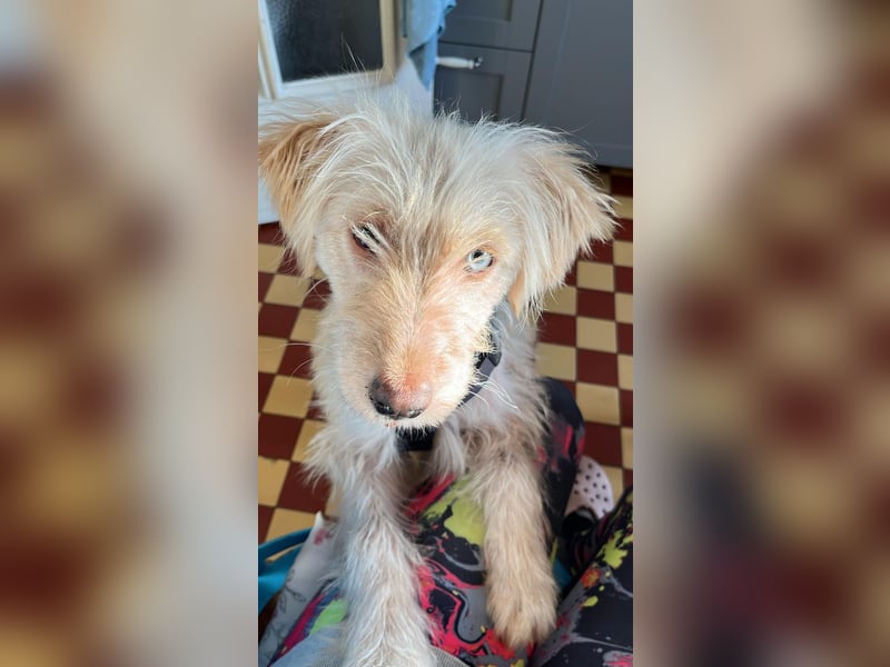 LUMA, entdeckt die Welt, 1 Jahr, 40 cm, Mischling, Pflegestelle 40223, Tierschutz Rumänien