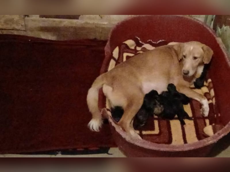 Welpenhündin 890537 stellt sich vor