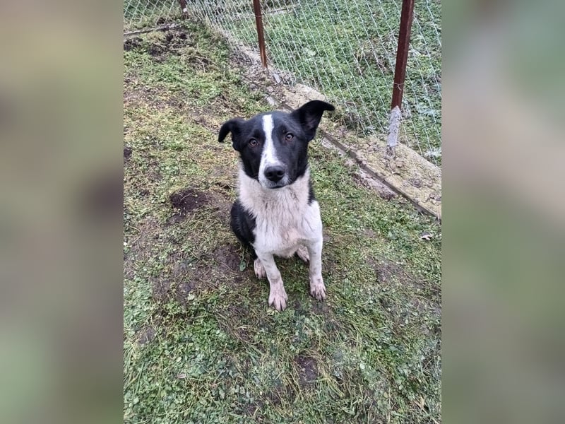 Ziko Tierschutzhund  sucht ein Zuhause