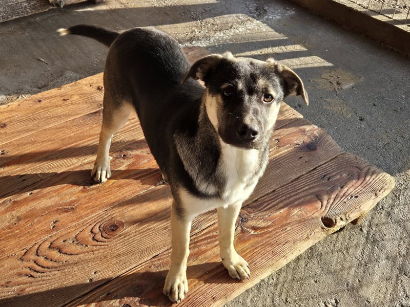 Hündin Gina sucht ihr eigenes Zuhause