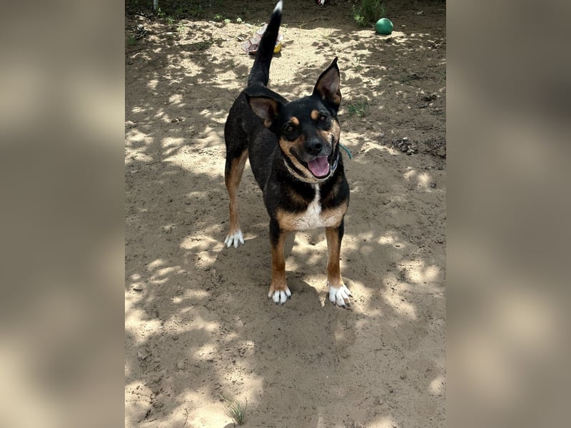 Hugi sucht einen Wegbegleiter