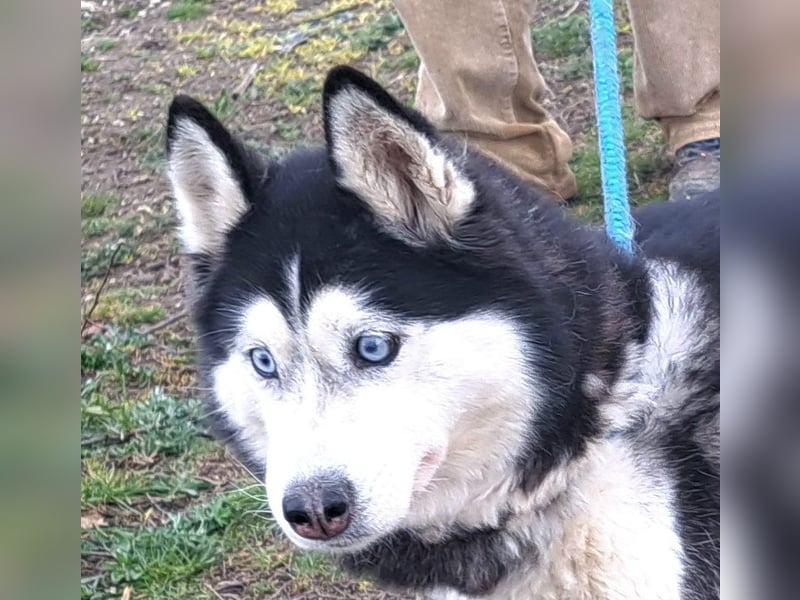 Huskyherz sucht Menschen, die ihre Sprache sprechen