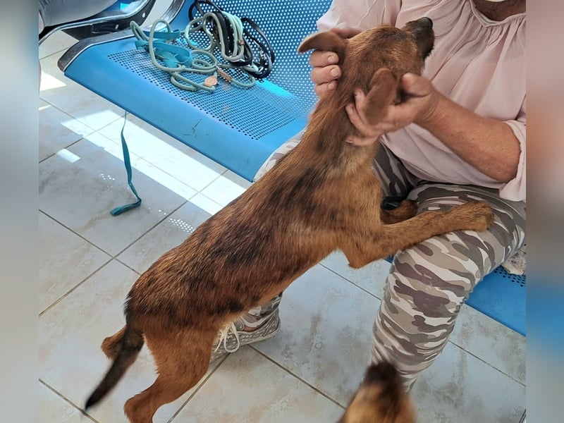 Clara sucht ihr Für immer Zuhause