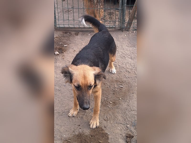 ⭐️DIANA⭐️, Seelen-Hündin, 3,5 Jahre, 46 cm, Mischling, Tierschutz