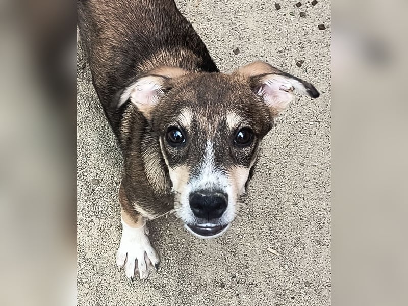 ⭐️ILKER⭐️, fröhlicher Hundejunge, 1 Jahr, 48 cm, Mischling, Tierschutz Rumänien