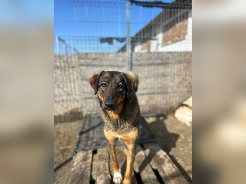 AMY, liebes Leckermäulchen, 2 Jahre, 45 cm, Mischling, Tierschutz Rumänien