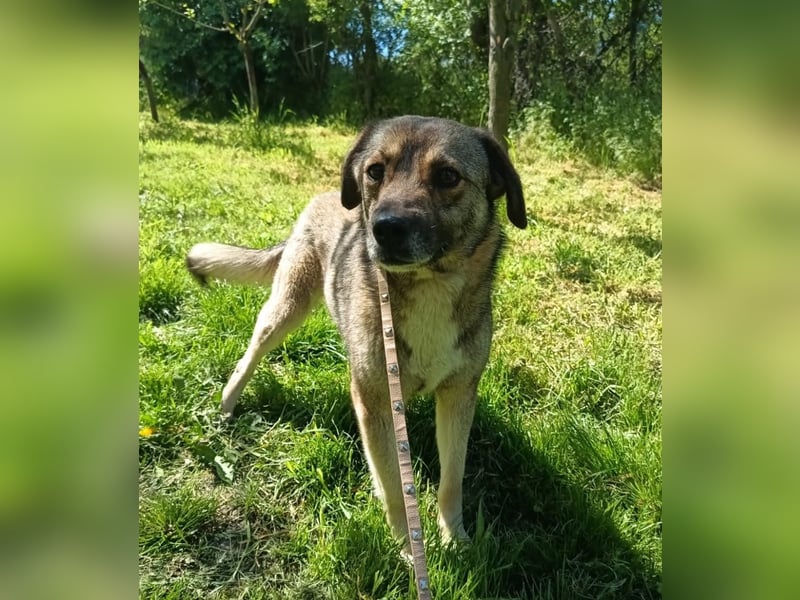Kara Tierschutzhund sucht ein Zuhause