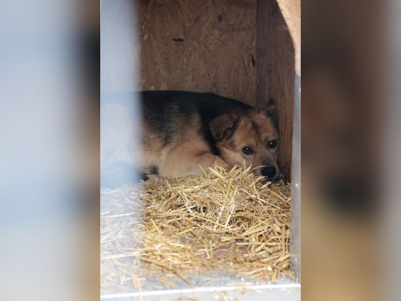 SAGO, Rüde, 2,5 Jahre, 49 cm, Mischling, Tierschutz