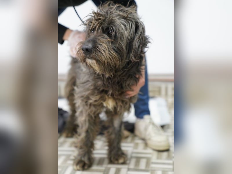 SPARTACUS, wunderbarer Wuschel, Rüde, 9 Monate, 46 cm, Mischling, Tierschutz Rumänien