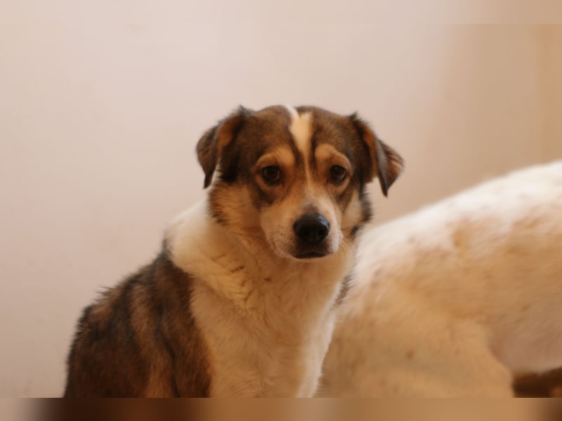 ⭐️TIMENTES⭐️, ganz charmante Hündin, 6 Jahre, 48 cm, Mischling, Tierschutz