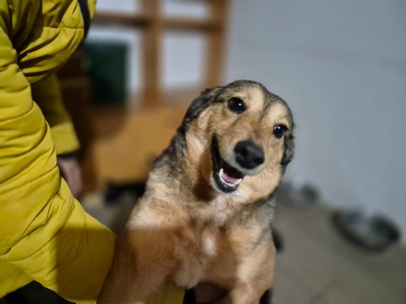 Hündin 028413 stellt sich vor