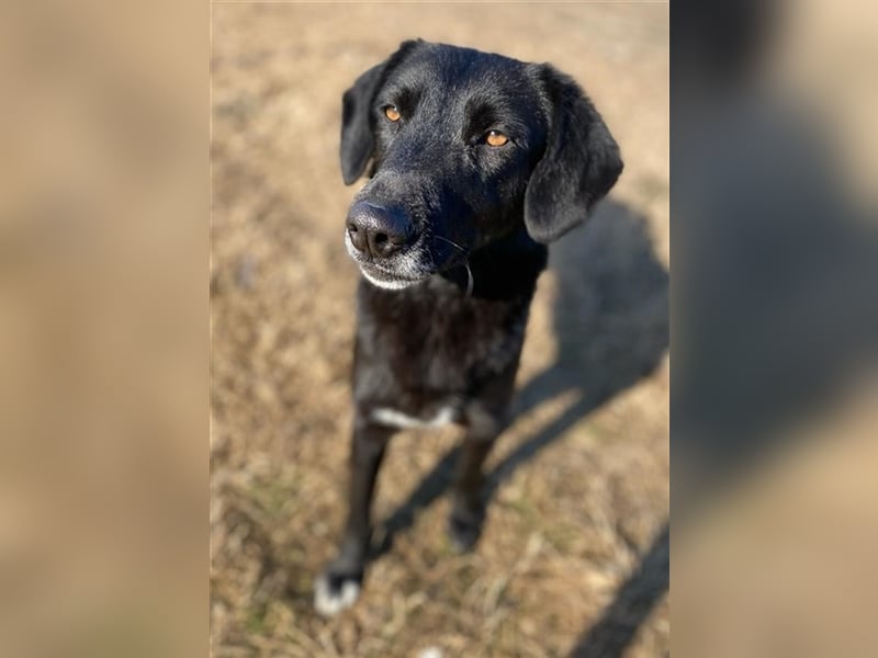 Africa, geb. ca. 01/2019, lebt in GRIECHENLAND, im städt. Tierheim Serres