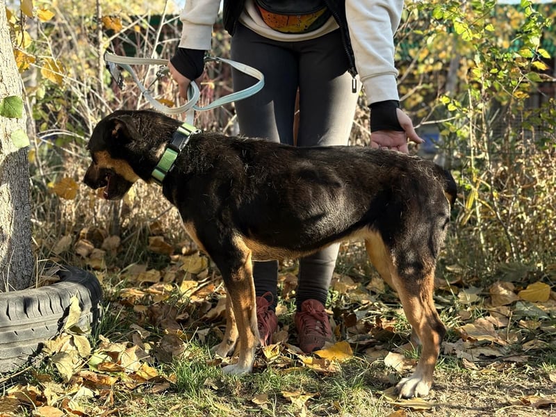 Muntere Hugi sucht ihr Für-Immer-Zuhause