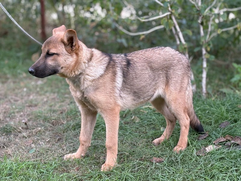 Lita ist ausreisebereit – wer öffnet sein Zuhause?