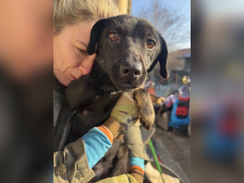 ⭐️BERYLL⭐️, für immer treu, Hündin, fast 3 Jahre, 41 cm, Mischling, Tierschutz