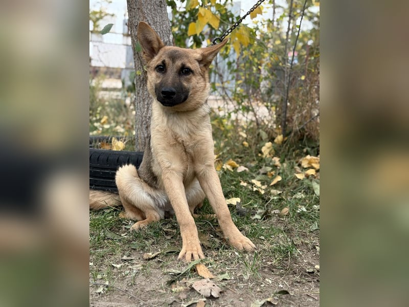 Lita ist ausreisebereit – wer öffnet sein Zuhause?