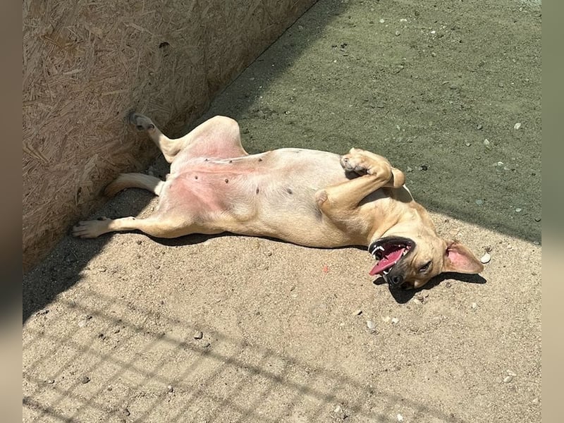 ⭐️MELINA⭐️ Traumhündin, 3,5 Jahre, 48 cm, Mischling, Tierschutz