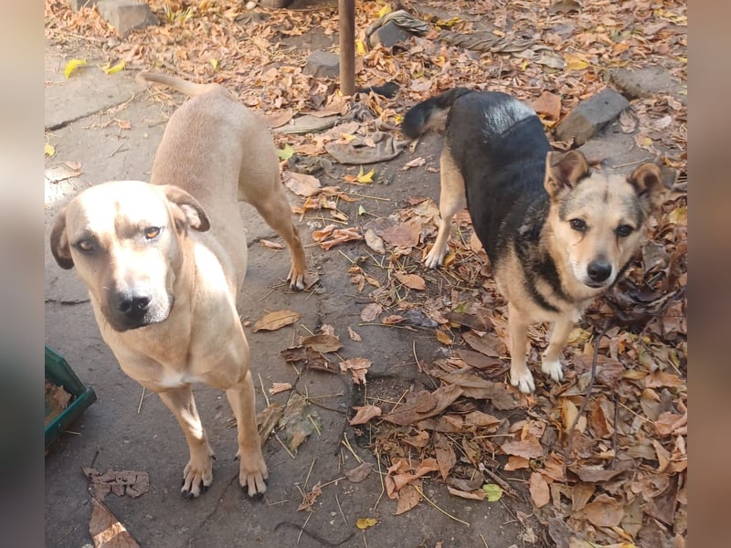 Rocky, lieber Rüde, lebt im Rudel in Rumänien