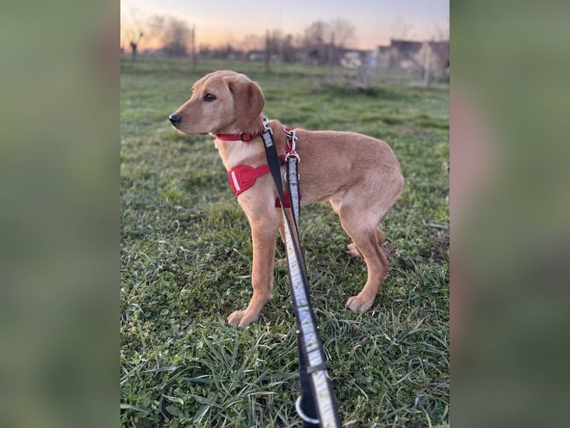 Charlotte sucht ein Herz, das sie liebt