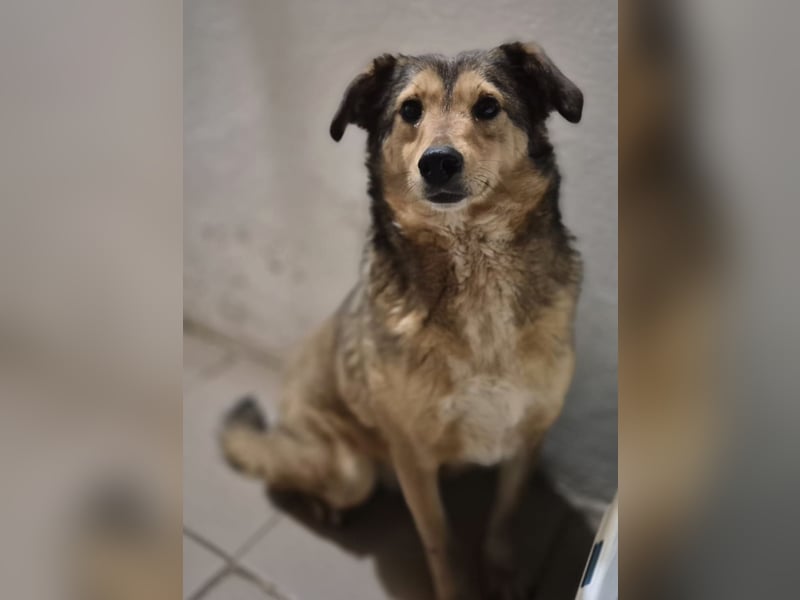 Hündin 028413 stellt sich vor